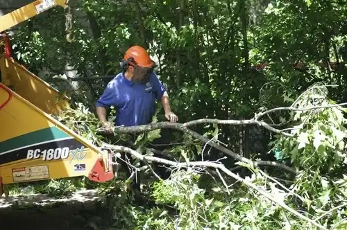 tree services Helena Flats